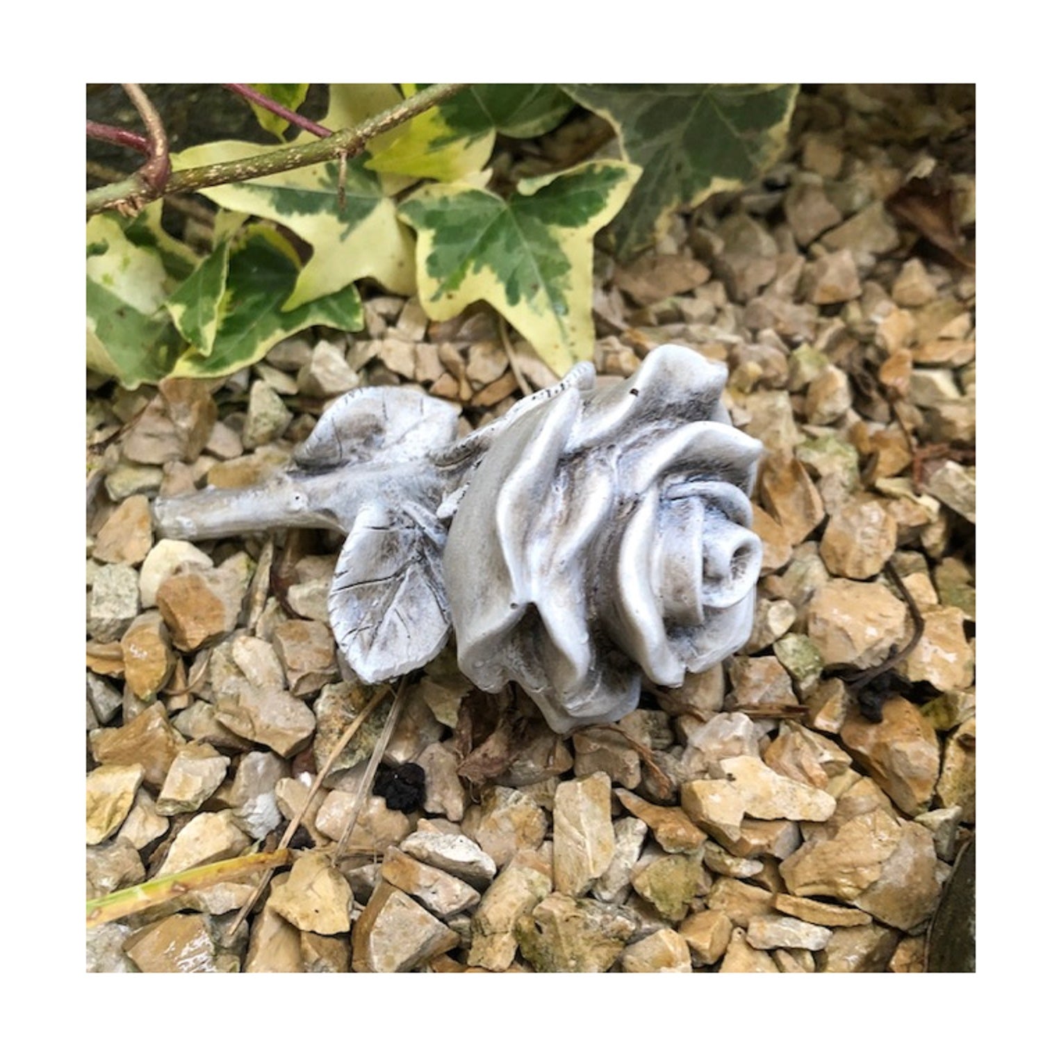Rose Stielrose 13 cm
