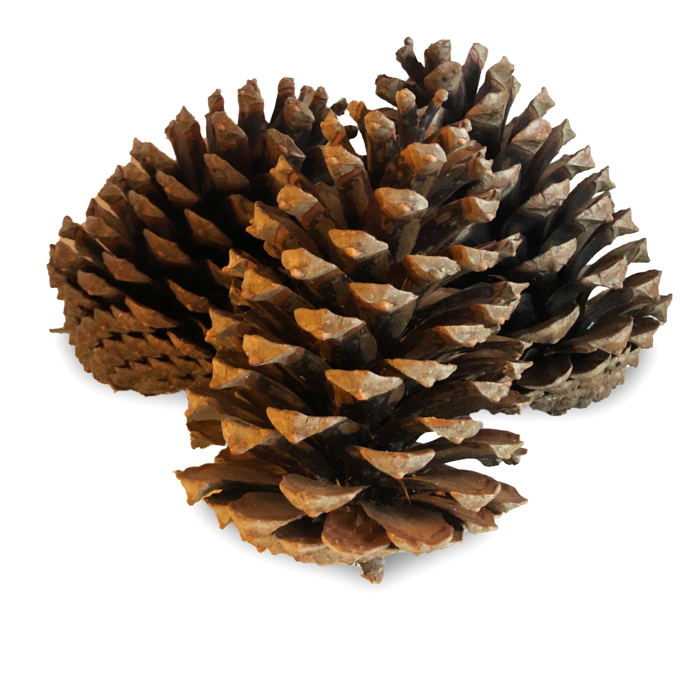 XL Zapfen  Pinienzapfen 14-18cm 15 Stück